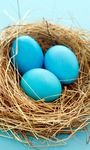 pic for Blue Eggs 